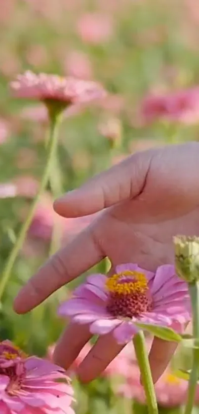 A hand gently touches vibrant pink flowers in a sunny field scene.