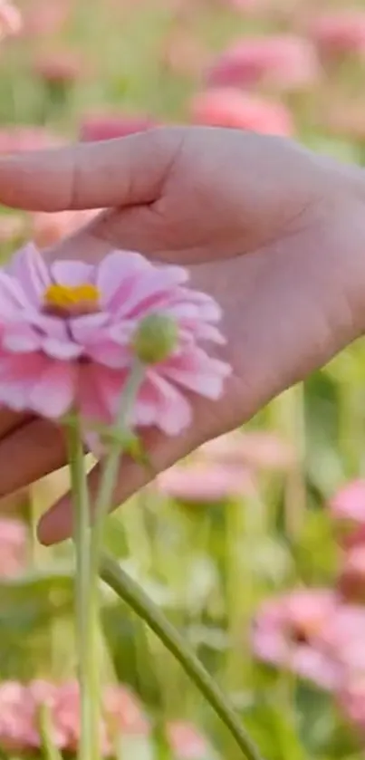 Hand delicately holding a pink flower in a field.