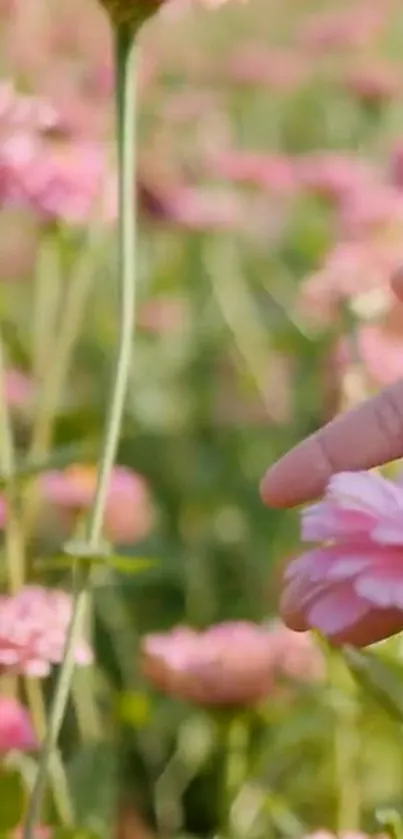 Hand touching pink flowers in sunlit field wallpaper.