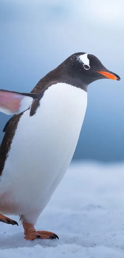 Gentoo penguin standing on a snowy terrain with a blurred icy background.