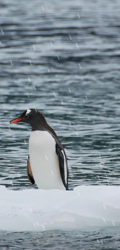 Two Gentoo penguins on an ice floe in a blue-grey ocean.