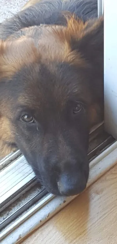 German Shepherd peeking through doorway, looking calm and adorable.