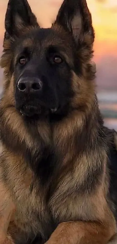 German Shepherd enjoying sunset on the beach with vibrant sky.