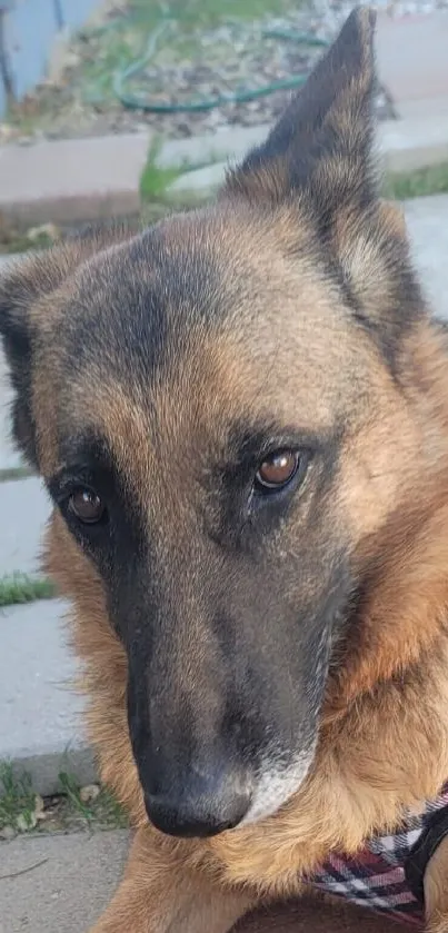 Close-up of a German Shepherd dog with a calm expression.