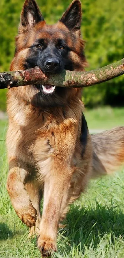 dog Live Wallpaper