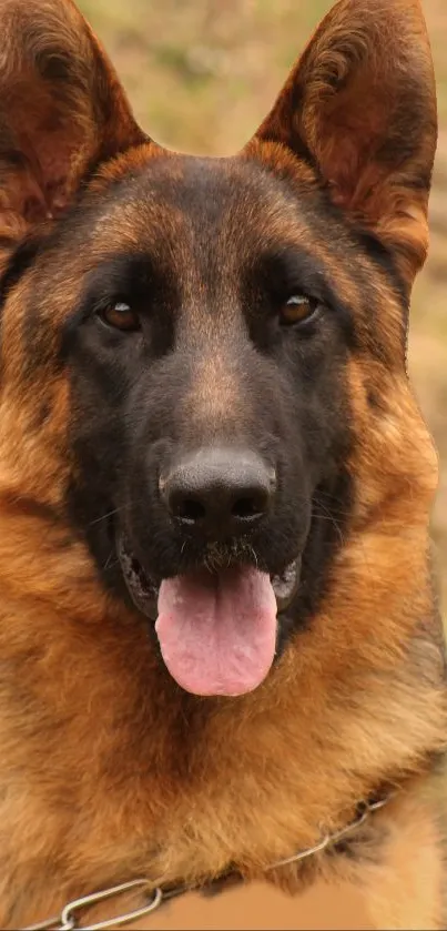 Close-up of a German Shepherd dog with brown fur against a natural background.