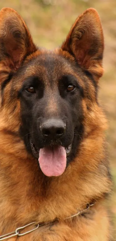 A close-up of a German Shepherd in a nature setting, ideal for mobile wallpaper.