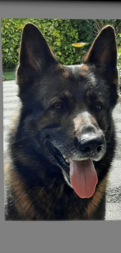 Majestic German Shepherd close-up wallpaper.