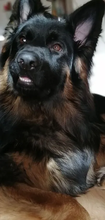 Majestic German Shepherd dog lying down, perfect for wallpaper.