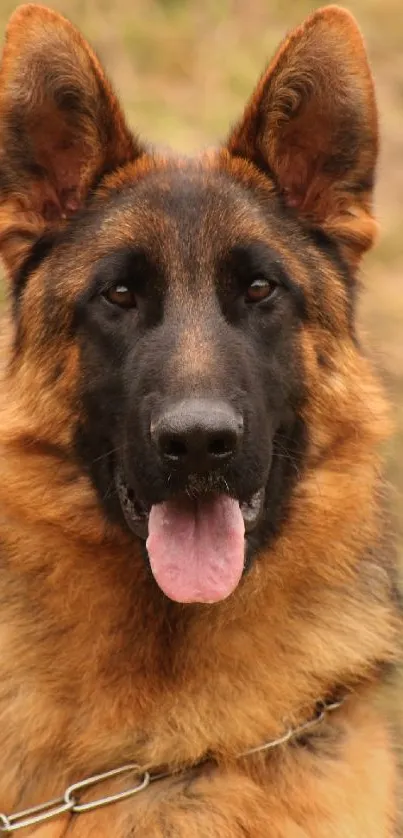 German Shepherd dog portrait with brown fur.