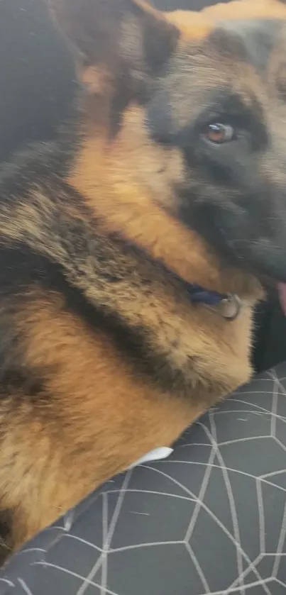 Close-up of a happy German Shepherd dog lying down.