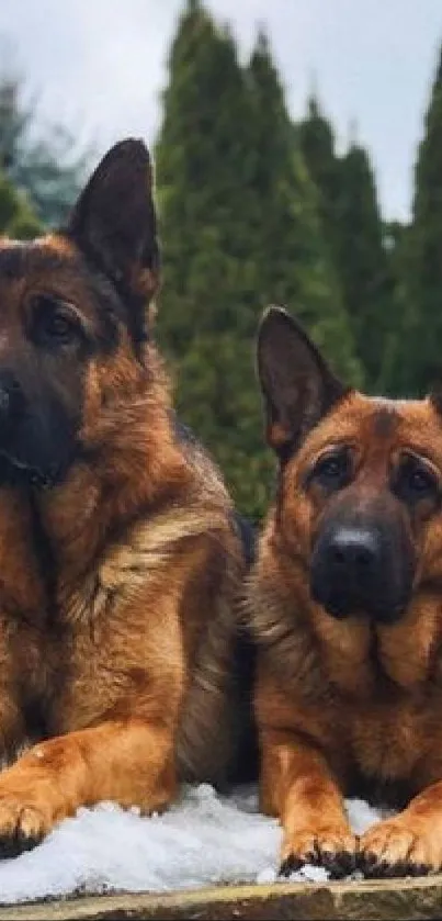 Two German Shepherds resting on a snowy wall outdoors.