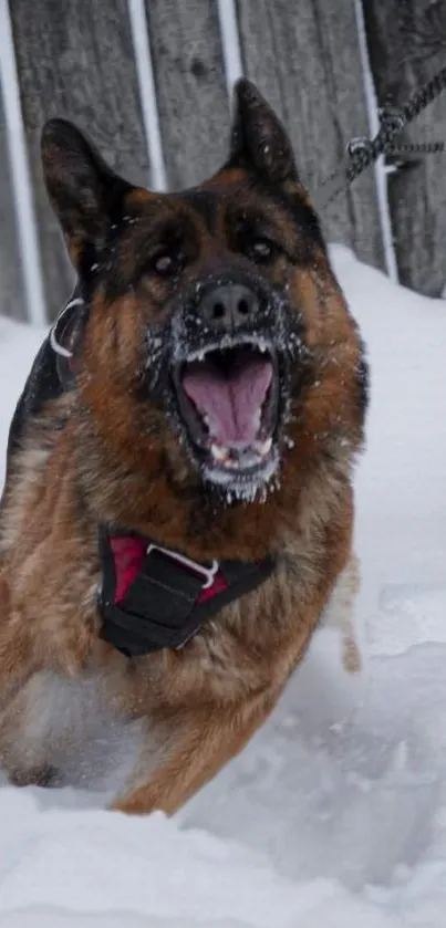 German Shepherd energetically running in the snow.