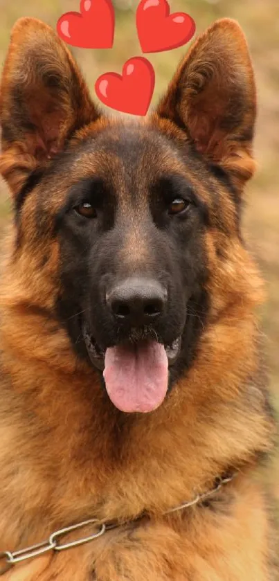 German Shepherd with hearts, perfect for dog lovers.
