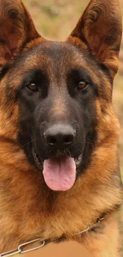 German Shepherd with tongue out on mobile wallpaper.