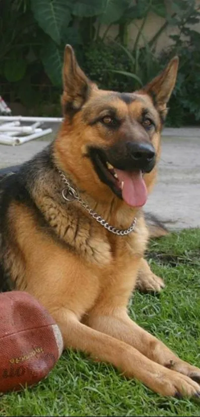 German Shepherd lying on grass with a brown football.