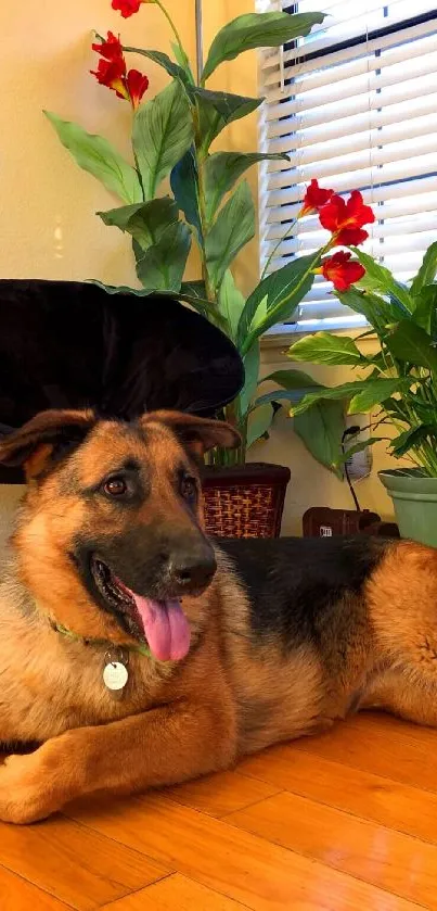 German Shepherd relaxing indoors with plants and red flowers.