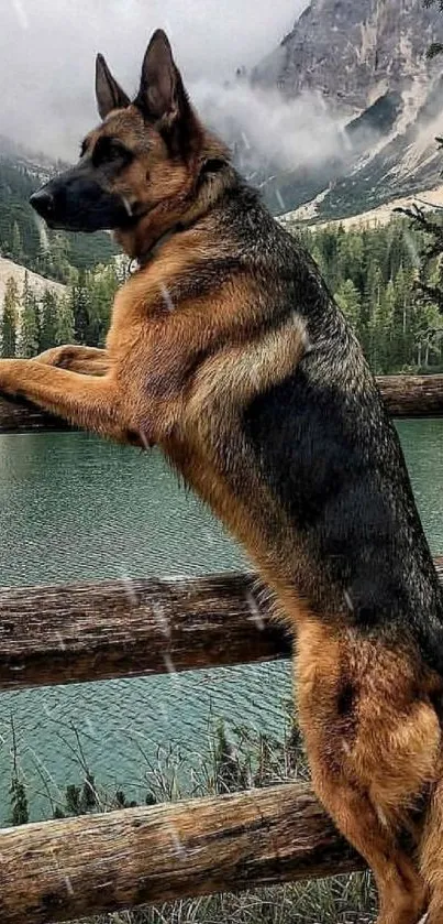 German Shepherd overlooking a scenic mountain lake.