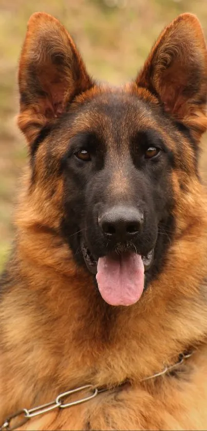 Close-up of a German Shepherd dog in nature setting.