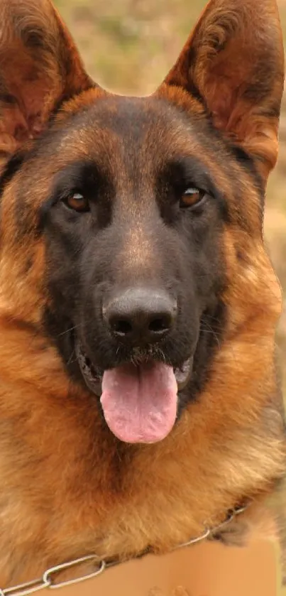 Close-up of a German Shepherd dog with a brown and black coat, tongue out.