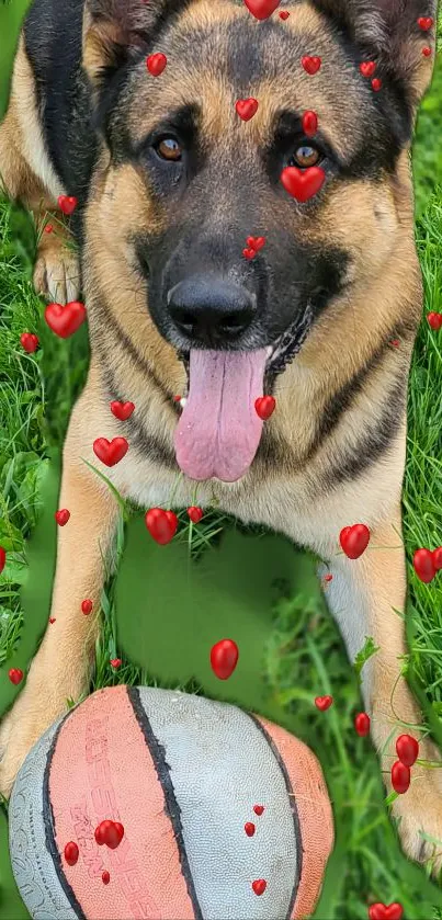 German Shepherd with a ball and hearts on green grass.