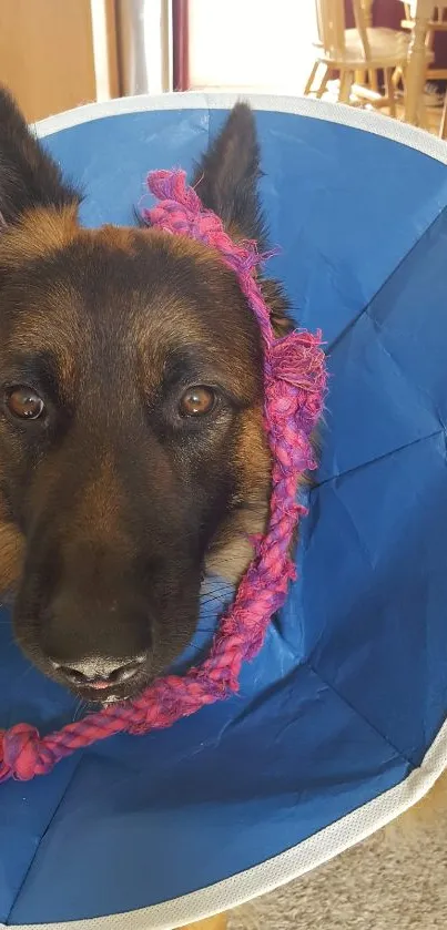 German Shepherd wearing a blue cone and playing with a pink rope toy.