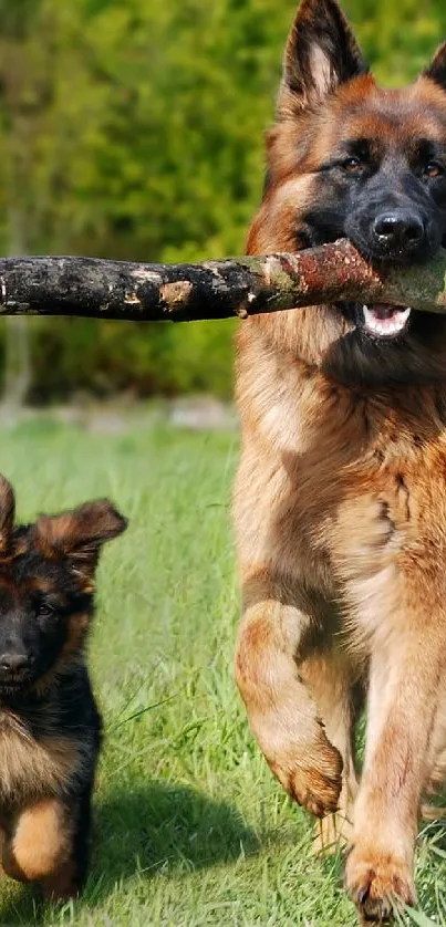 German Shepherds playing on grass with stick.