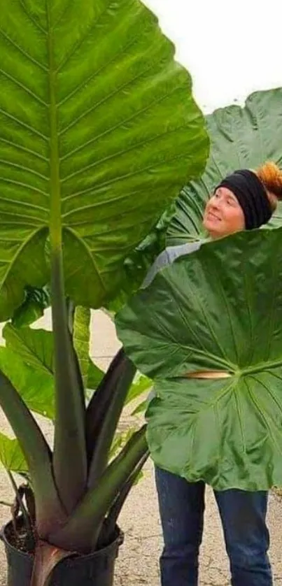 Giant tropical leaves with person for scale.