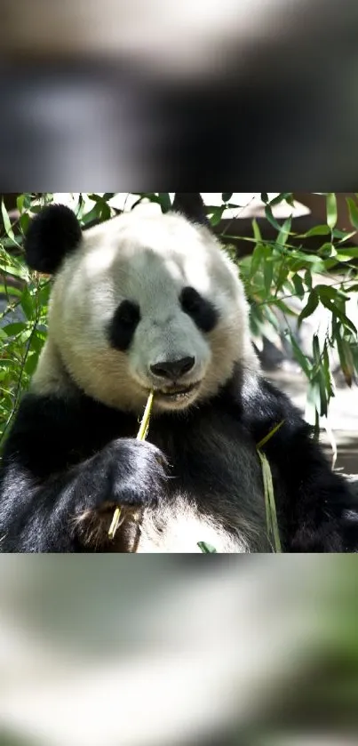 Giant panda eating bamboo in lush green forest.