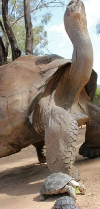 Giant tortoise with two smaller tortoises in a natural outdoor setting.