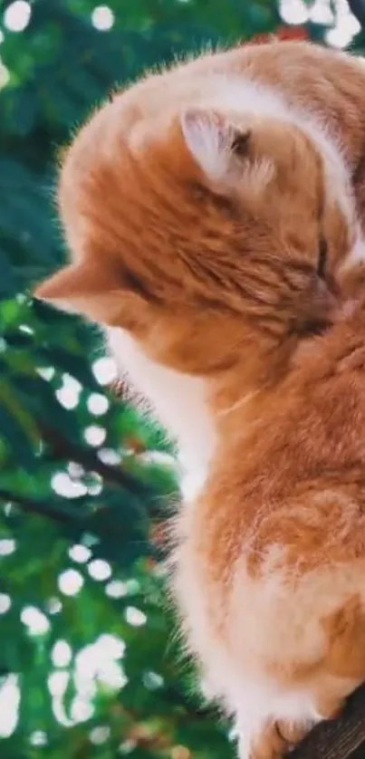 Ginger cat with lush green leaves relaxing in sun.