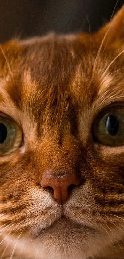 Close-up of a ginger cat's face with expressive eyes for mobile wallpaper.