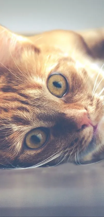 Close-up of a ginger cat with vibrant orange fur.