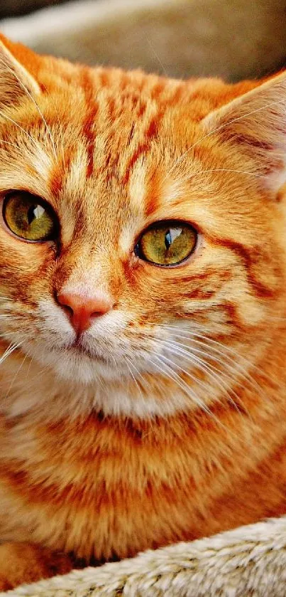 Adorable ginger cat lying on a soft, plush surface.