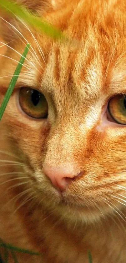 Vibrant ginger cat resting in lush green grass.