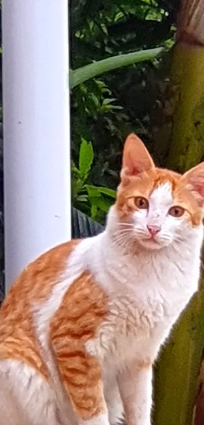 Ginger cat sitting in lush green jungle background.