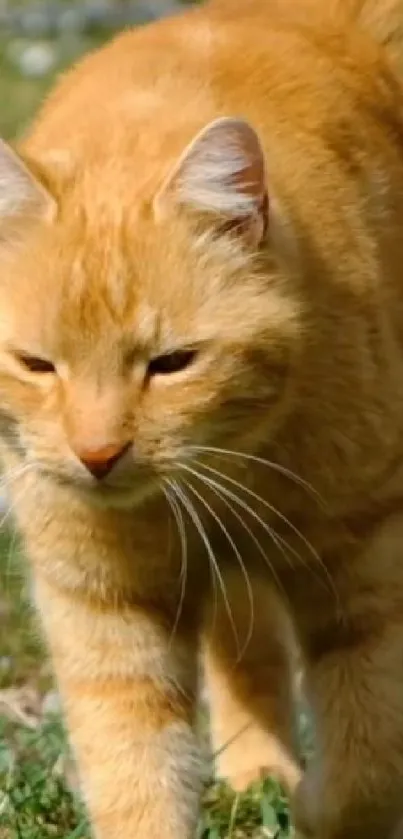 Ginger cat walking in sunny grassy field.