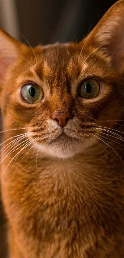 Close-up of a ginger cat with green eyes, ideal for mobile wallpaper.