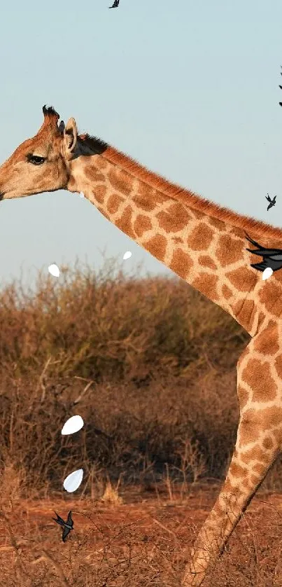 A giraffe gracefully walks amid nature.