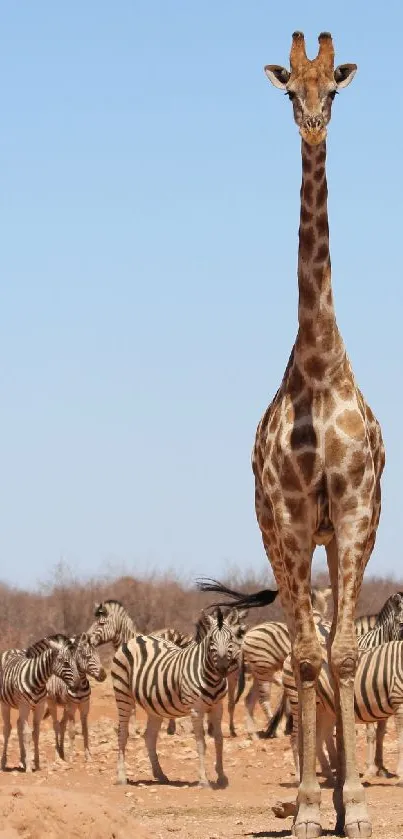 Giraffe towering over zebras on the African savanna.