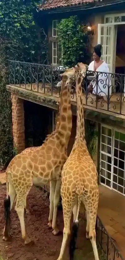 Giraffes reaching up to a leafy balcony.