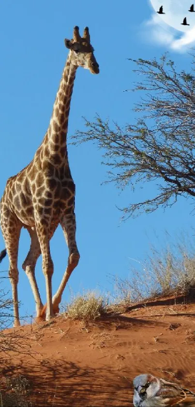 Giraffe standing on desert dune with moonlit night sky.