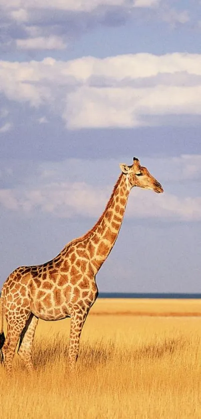 Giraffe standing in golden field beneath a blue sky.