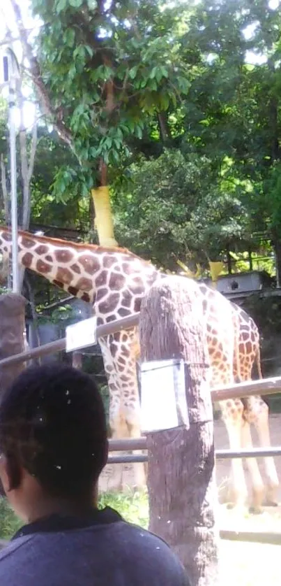 Giraffe standing amidst lush green trees and foliage.