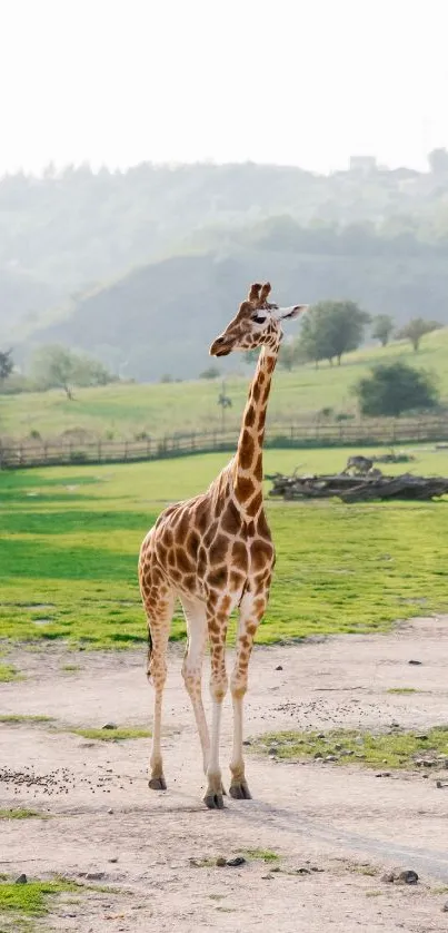 Giraffe standing in a green landscape with hills in the background.