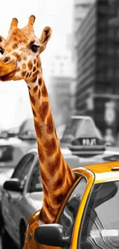 Giraffe peeking through a yellow taxi in New York City traffic.