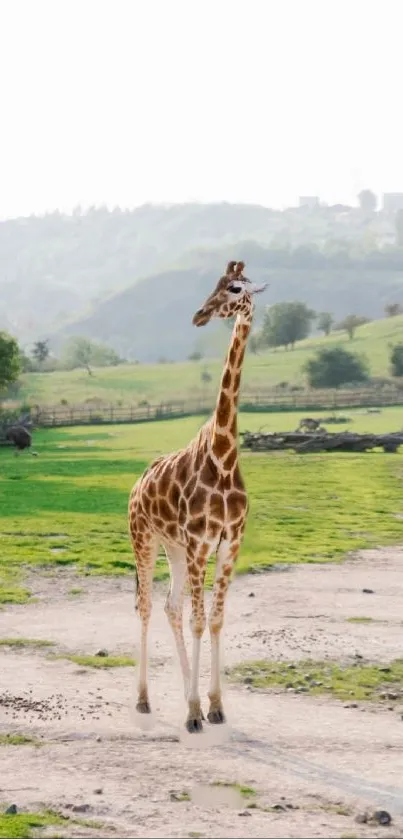 Giraffe standing in a green landscape on a sunny day.