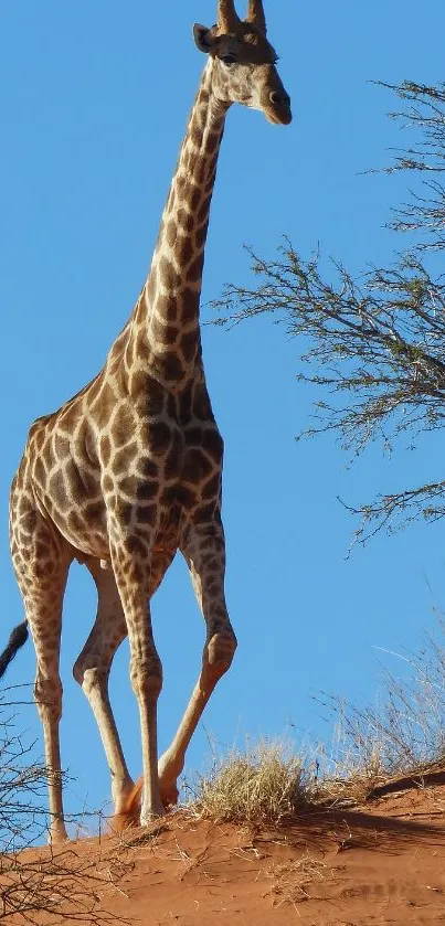 Giraffe stands gracefully on a desert hill under a clear blue sky.