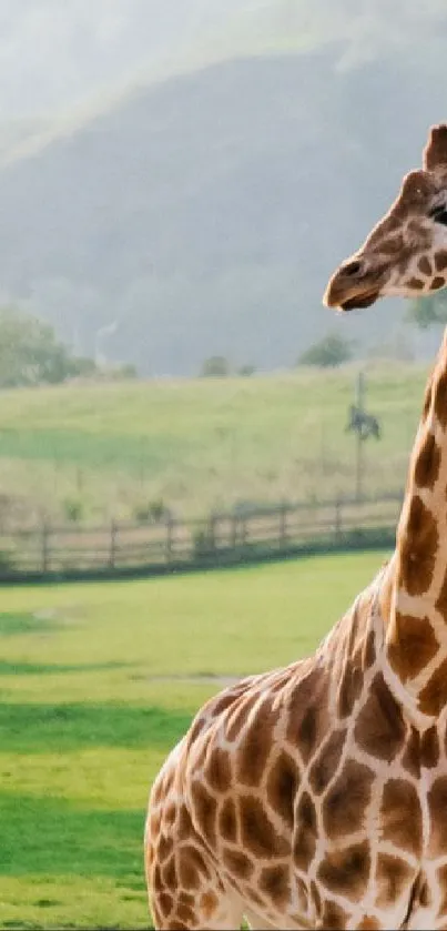 Giraffe standing in a peaceful green pasture with hills in the background.