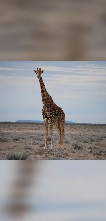 Majestic giraffe in the Serengeti landscape under a vast, serene sky.